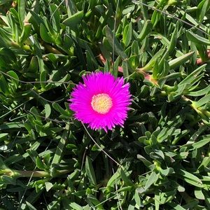 Meet your Posher, Ceilia